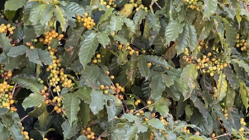 Yellow Catuaí coffee tree loaded with ripe cherries