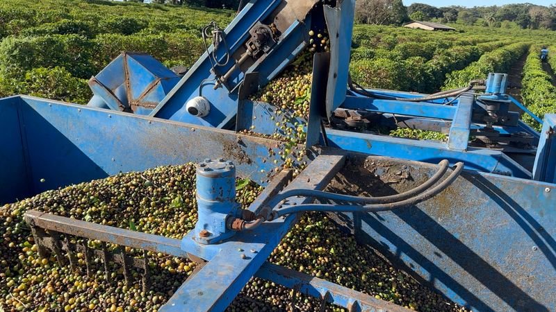 Mechanized coffee harvest with our own harvester