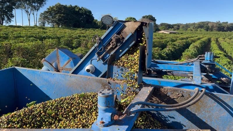 Harvester pouring freshly picked coffee cherries