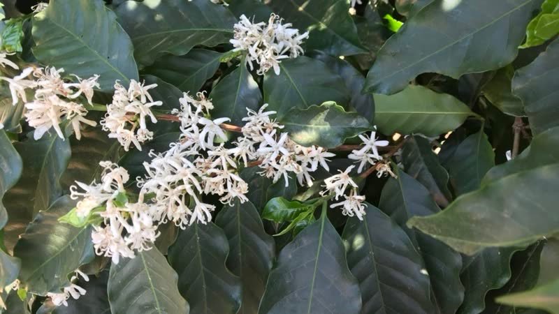 Coffee tree in bloom, white flowers on the branches