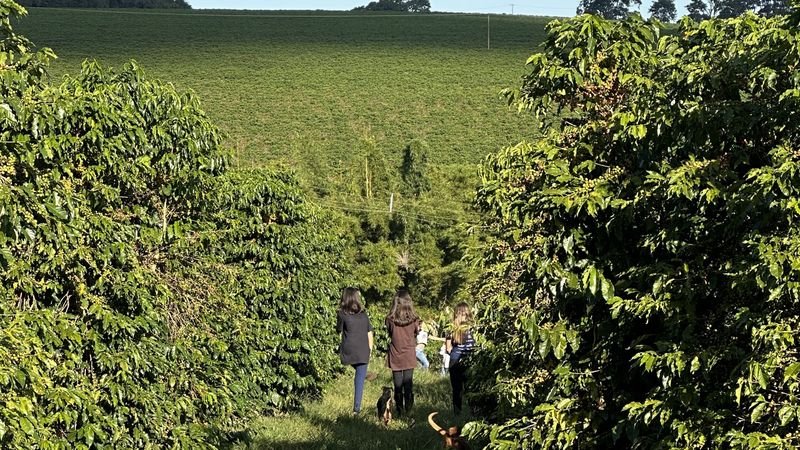 Team walking among the coffee rows