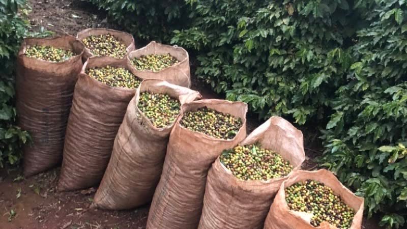 Jute bags filled with freshly harvested coffee, lined up in the field