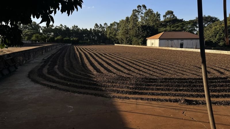 Drying patio with coffee laid out in rows