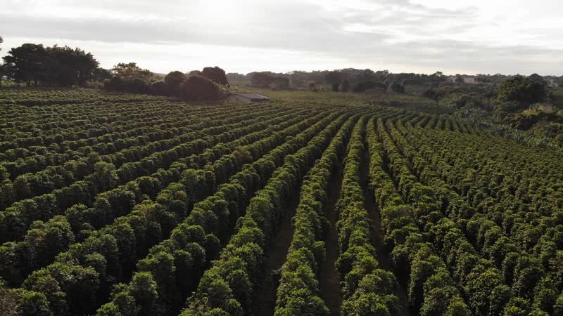 Coffee fields at dawn, seen from above