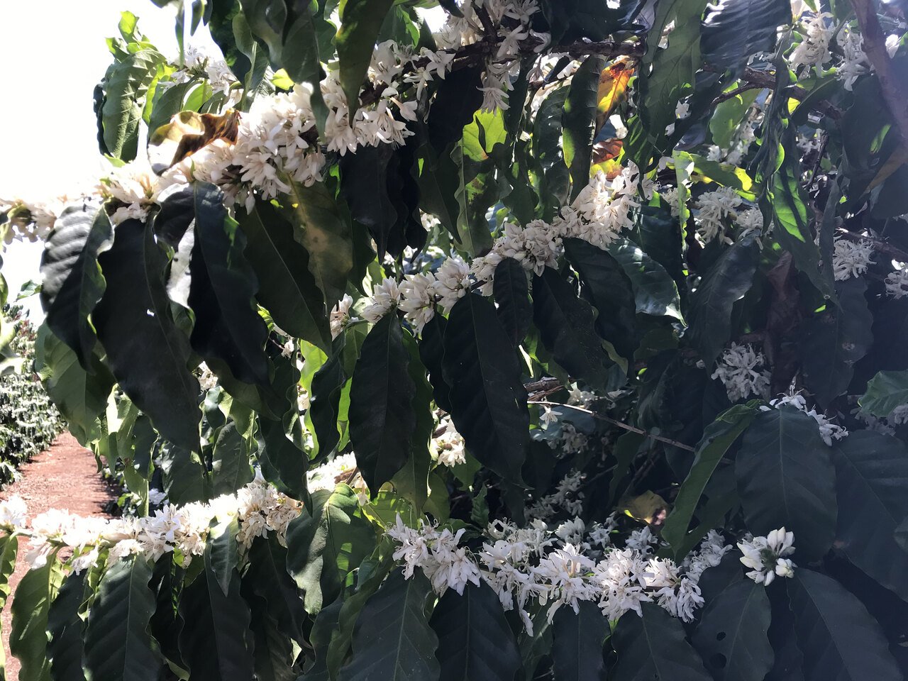 A coffee branch loaded with white blossom