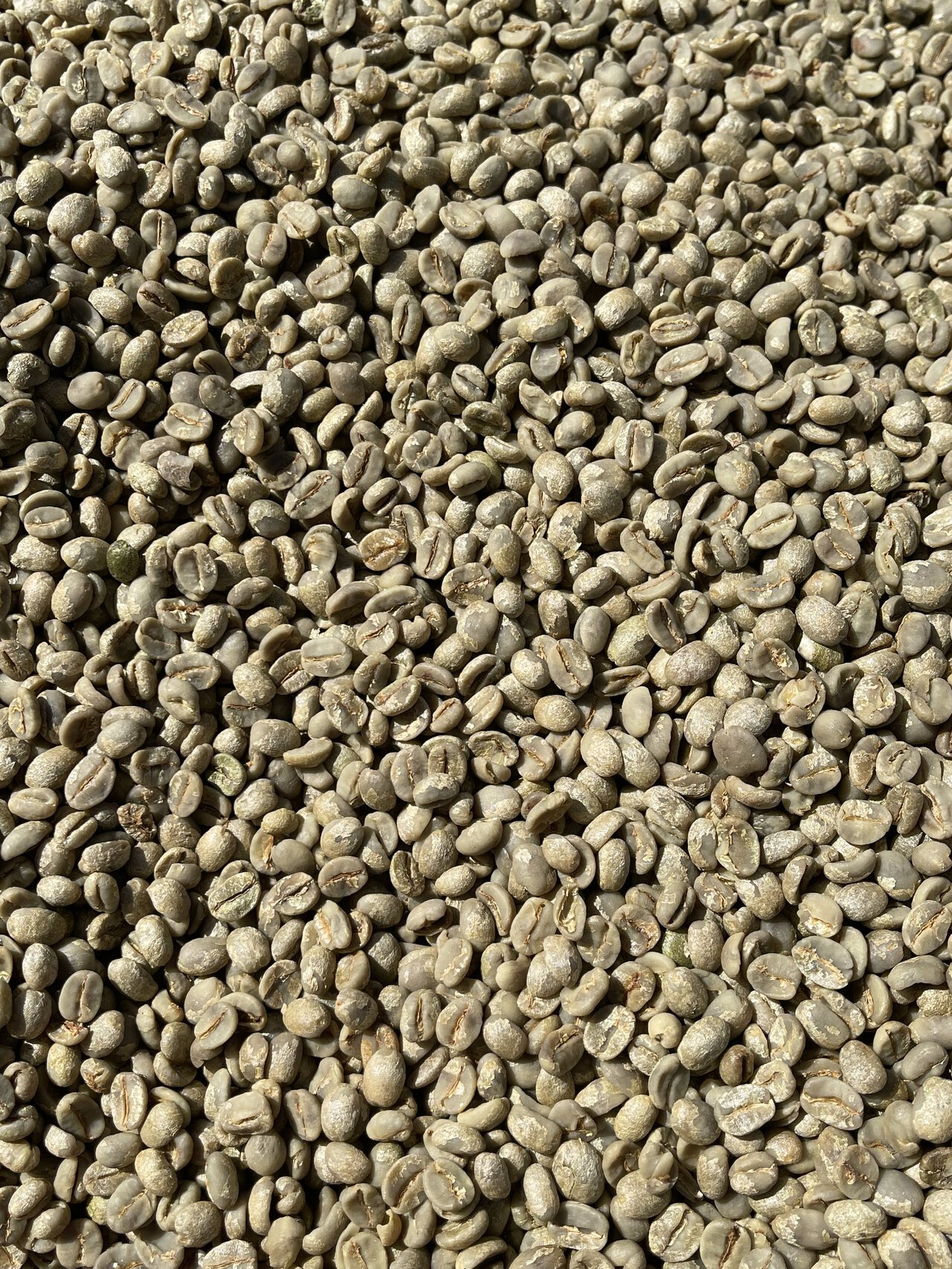 Milled green coffee, after screen separation