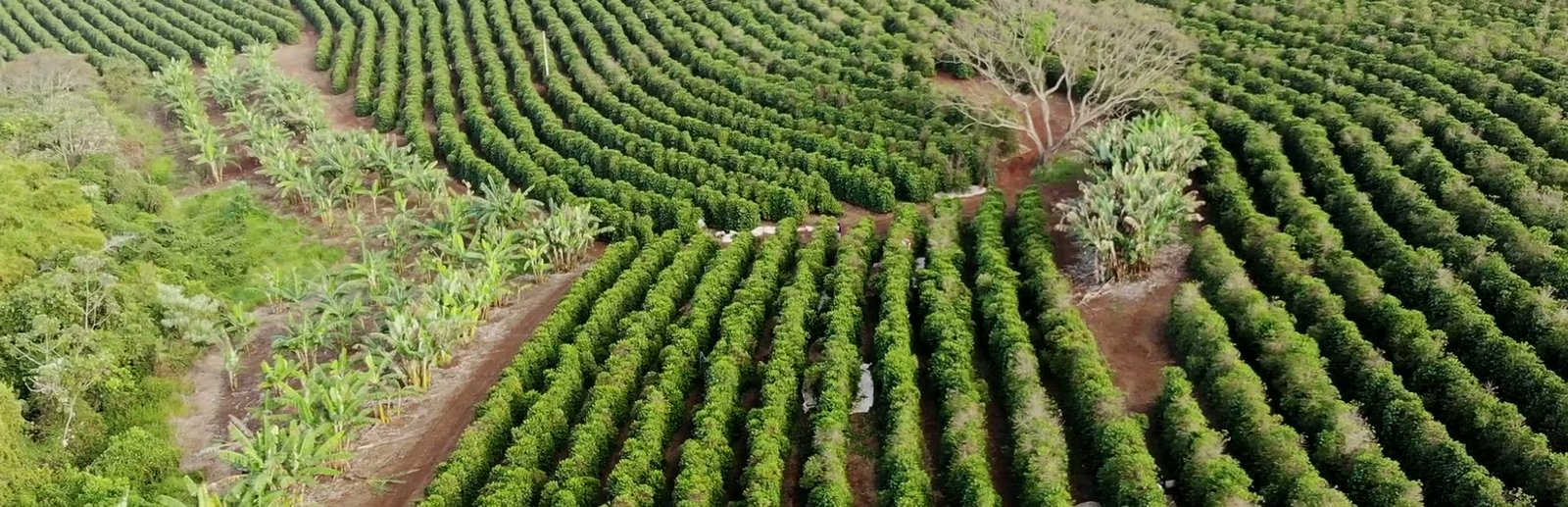 Flying over the coffee, from the contour lines out to the rows on the horizon