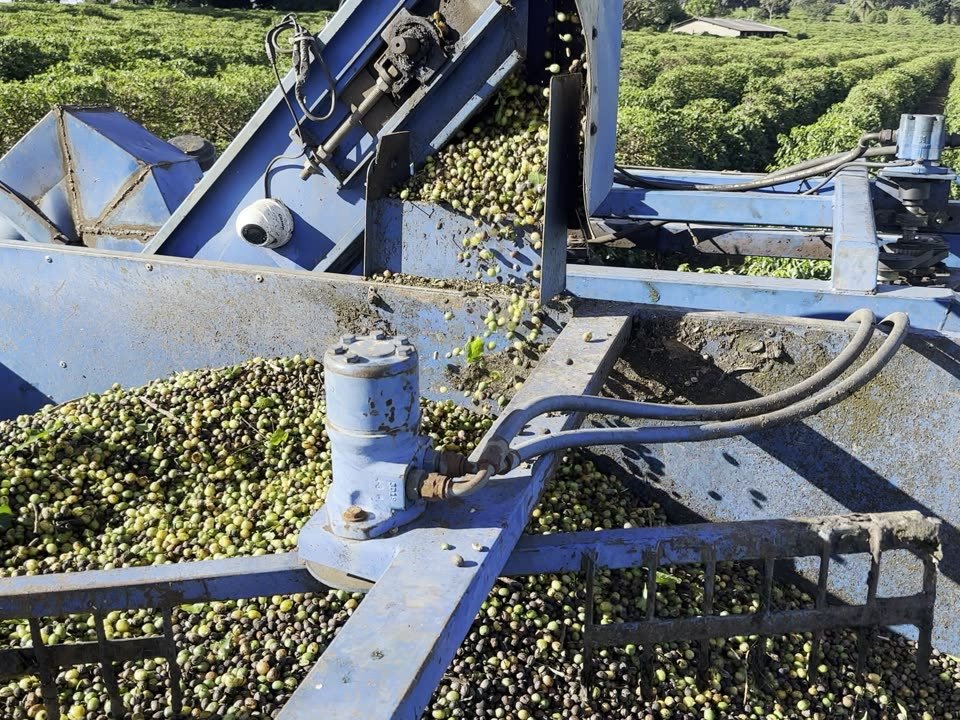 Coffee cherries entering the harvester